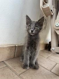 Gattini in adozione