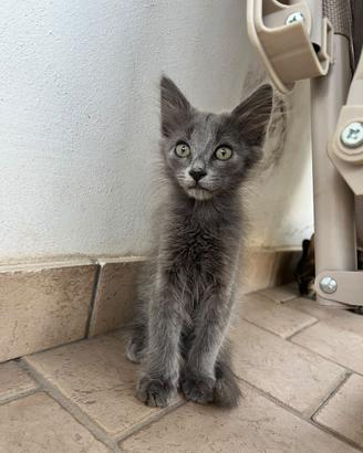 Gattini in adozione