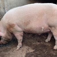Verro Large White