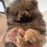 Spitz volpino di Pomerania nano