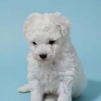 Barboncino Toy bianco