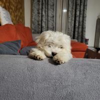 Maltese mini toy femmina 3 mesi