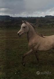 Cavallo Arabo