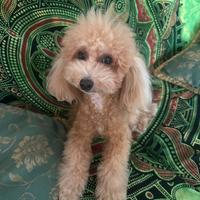 Disponibile per Monta- Barboncino Maschio