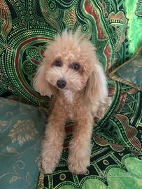 Disponibile per Monta- Barboncino Maschio