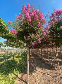 semi lagerstroemia