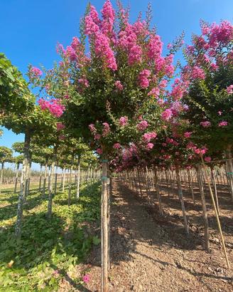 semi lagerstroemia