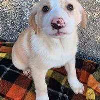 Cuccioli taglia media in adozione