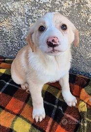 Cuccioli taglia media in adozione