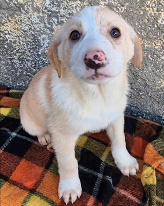 Cuccioli taglia media in adozione
