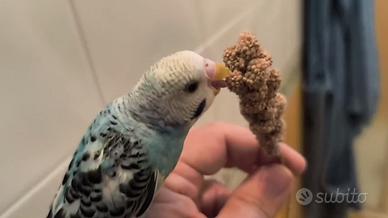 Cocorita amica abituata a stare in mano