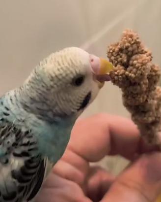 Cocorita amica abituata a stare in mano