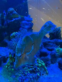 Pesce Tomentosus