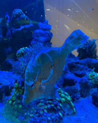 Pesce Tomentosus