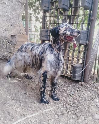 Setter inglese