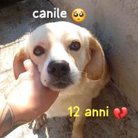 SAM 12 ANNI 10 KG taglia piccola IN CANILE