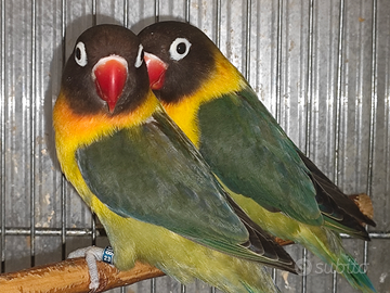 Coppia insep mascherato verde oliva x verde oliva