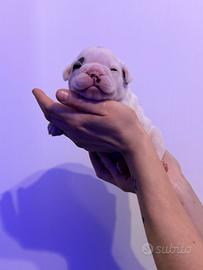 Bulldog Francesi prezzo ????