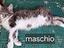 Immagine 5