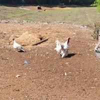 Coppia di tacchini nostrani