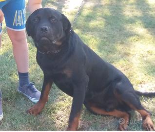 Rottweiler 6 anni