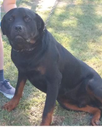 Rottweiler 6 anni
