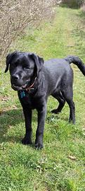 Cucciolo di Labrador