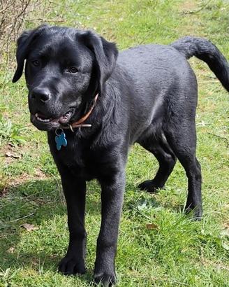 Cucciolo di Labrador