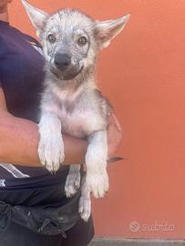 CUCCIOLO DI CANE LUPO CECOSLOVACCO