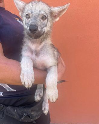 CUCCIOLO DI CANE LUPO CECOSLOVACCO