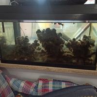 acquario