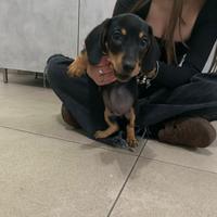 Bassotto nero focato