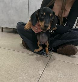 Bassotto nero focato