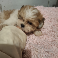 Cuccioli incrocio Shitzu Maltese