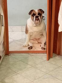 Bulldog inglese