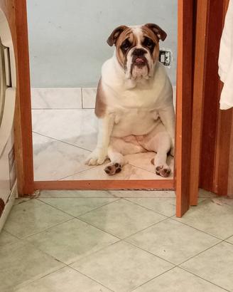 Bulldog inglese