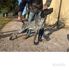 Bracco tedesco kurzhaar