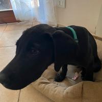 Cane taglia medio/grande