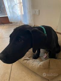 Cane taglia medio/grande