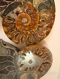 Coppia sezioni ammoniti fossili