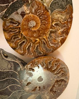 Coppia sezioni ammoniti fossili