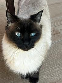 Gatto siamese a pelo lungo sterilizzato