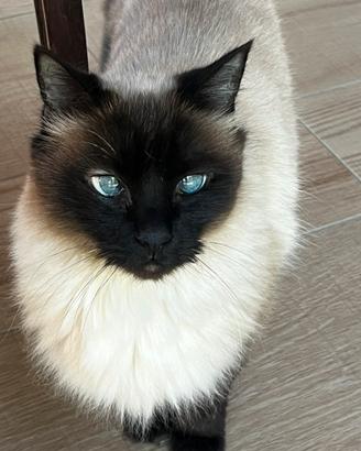 Gatto siamese a pelo lungo sterilizzato