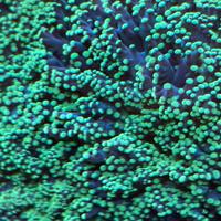 Euphyllia yaeyamaensis Green Neon Marino
