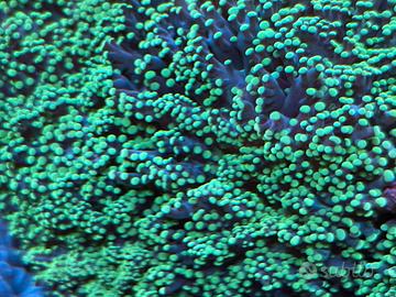 Euphyllia yaeyamaensis Green Neon Marino