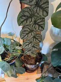 Talee radicate di Mostera Dubia