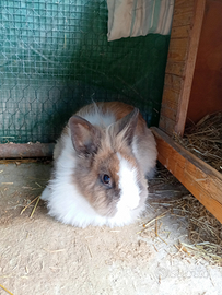 Coniglio testa di leone