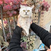 Gattina Persiano Esotica