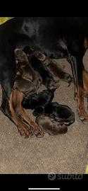 Cuccioli dobermann