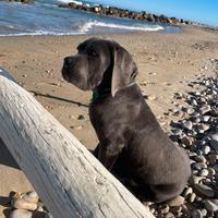 Cane corso